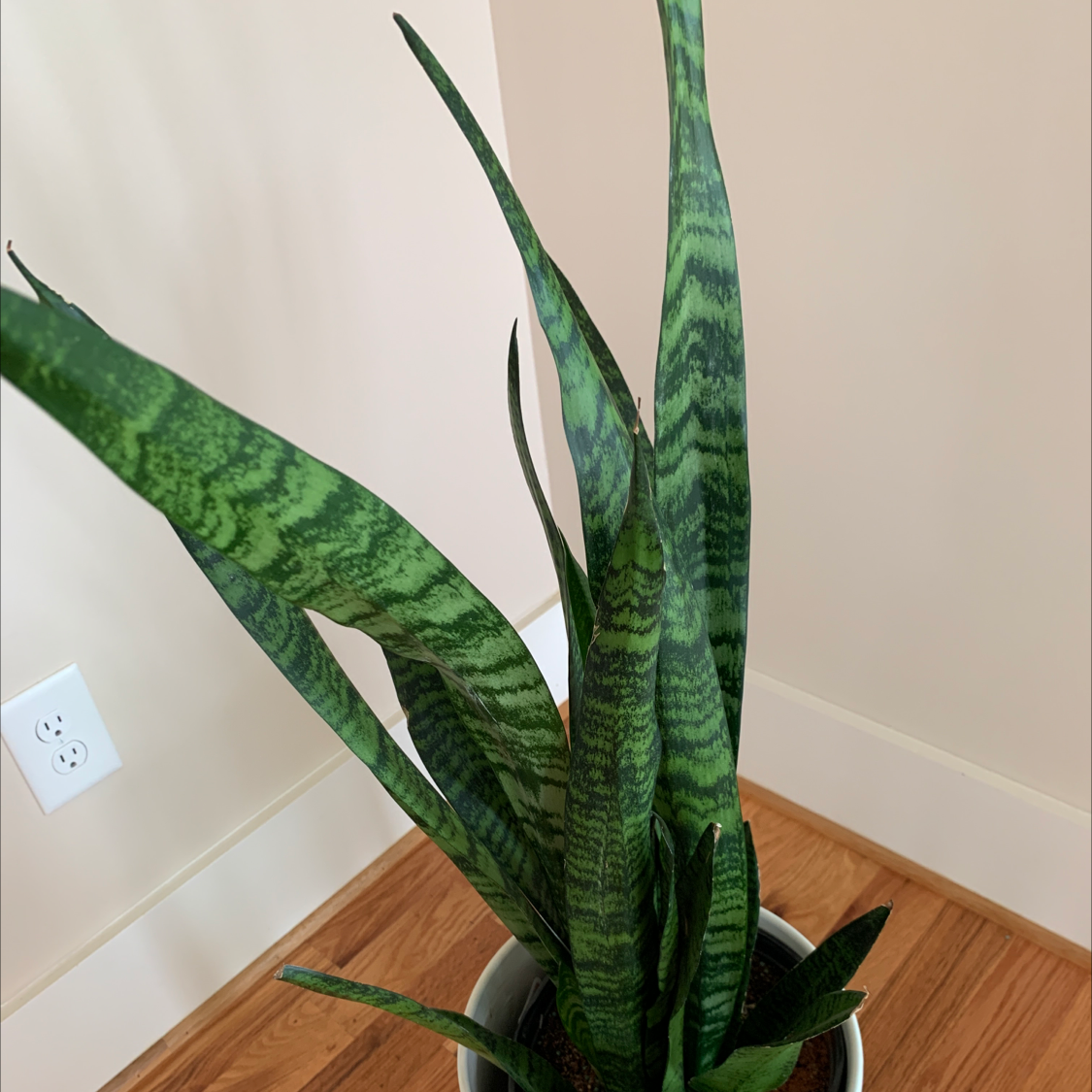 Snake Plant plant photo by @GoingCoastal named Blake on Greg, the plant care app.