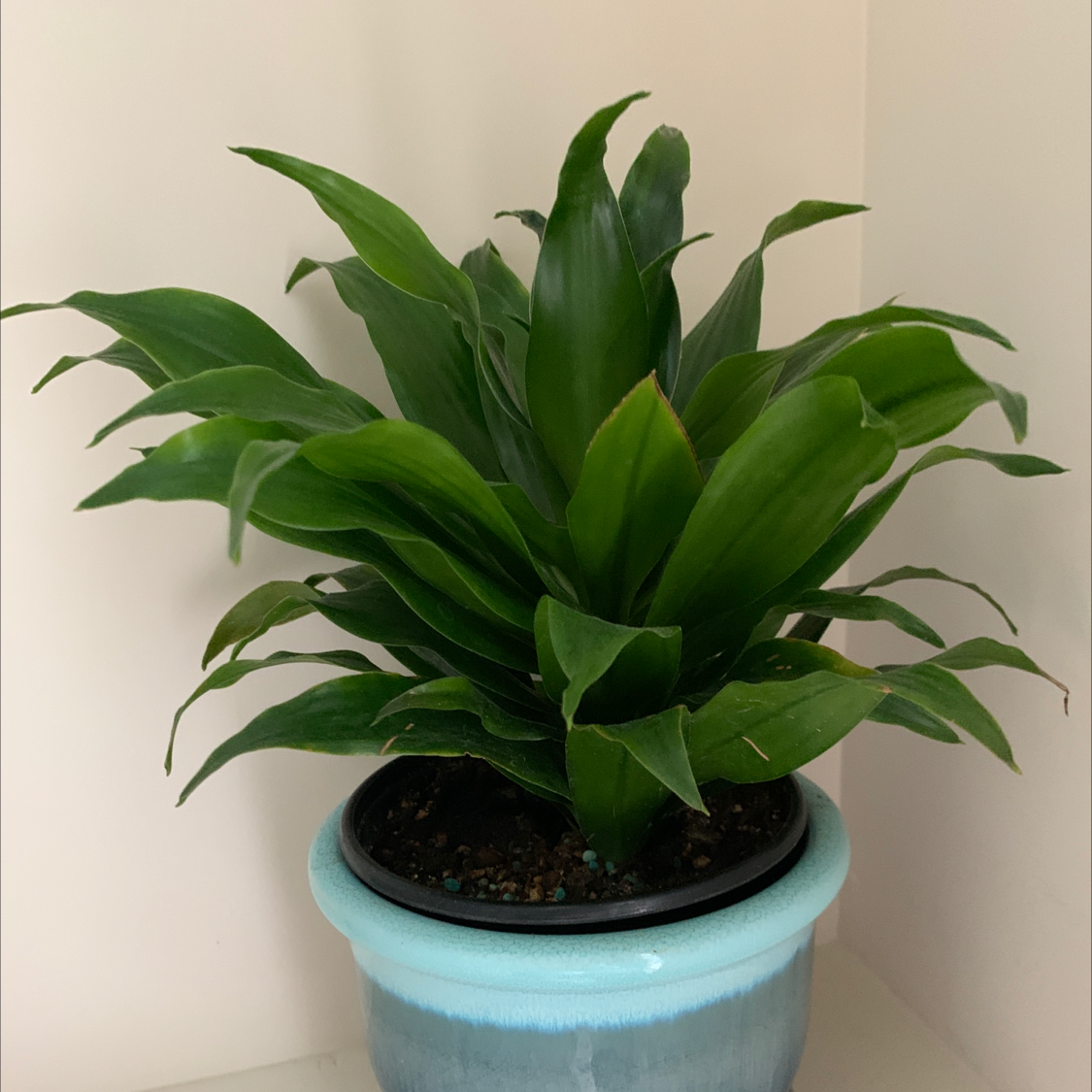 Cornstalk Dracaena plant photo by @GoingCoastal named Janet on Greg, the plant care app.