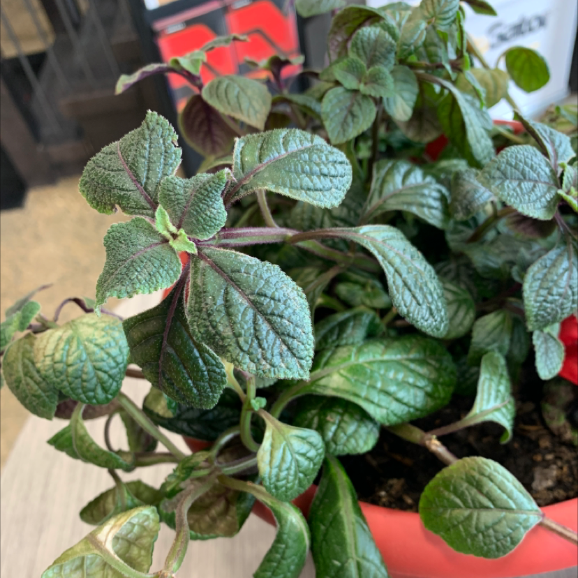 Photo of the plant species Speckled Spur Flower by Taressa named Lola on Greg, the plant care app