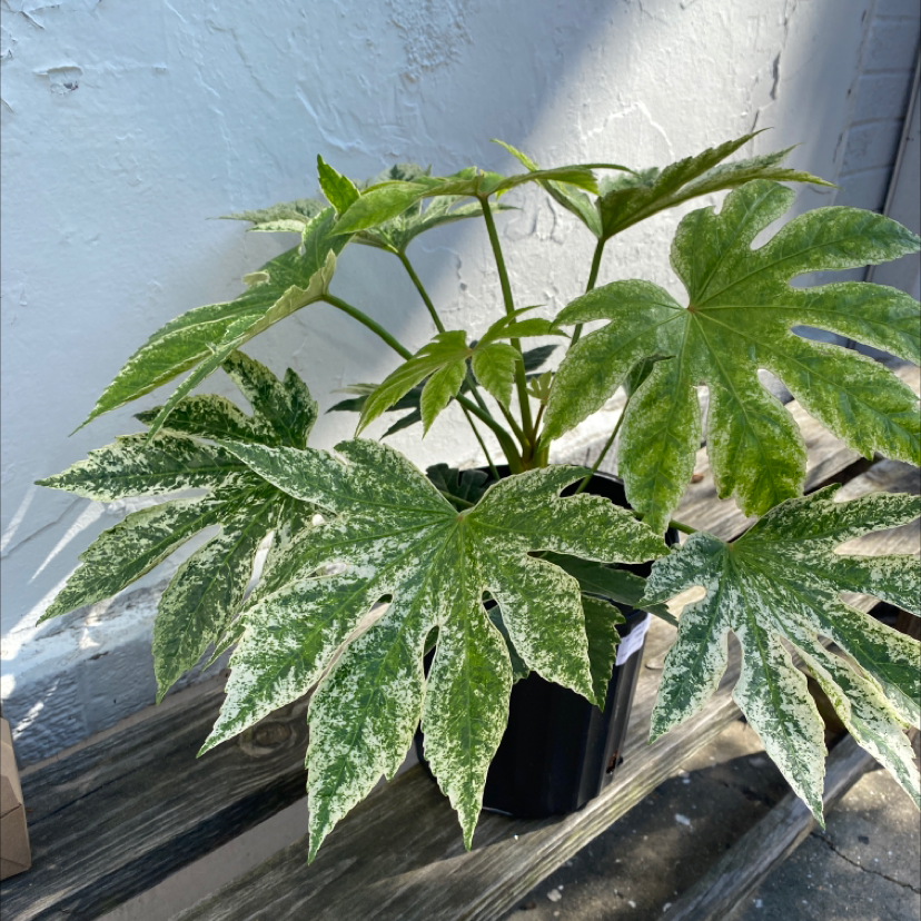Fatsia plant in a black pot with large, variegated leaves on a wooden surface.