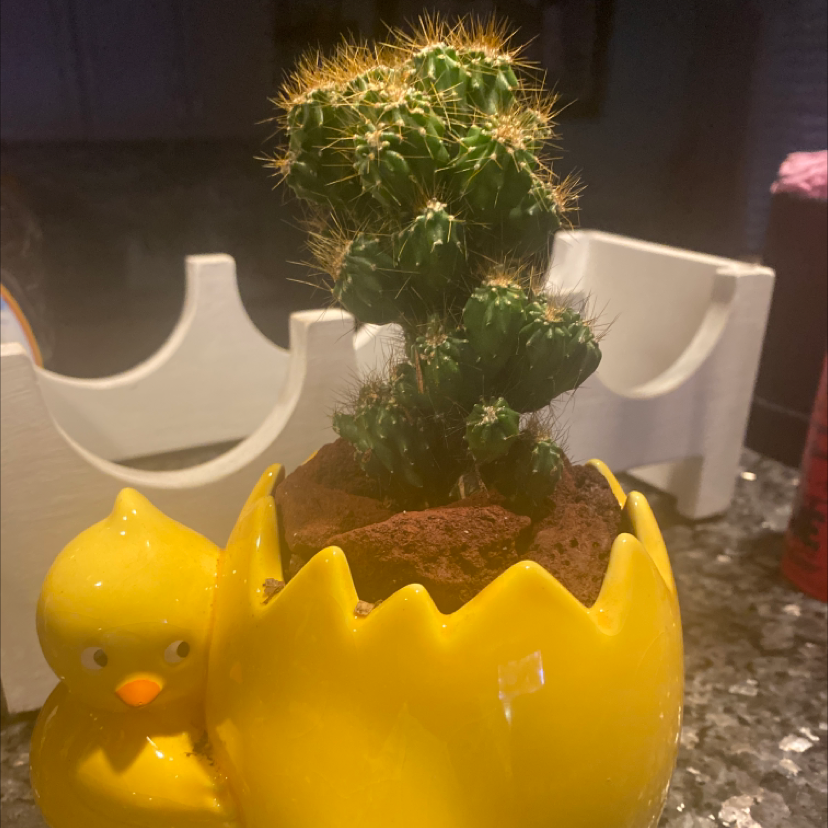 Hedge Cactus in a yellow pot shaped like a cracked egg with a duck figure.
