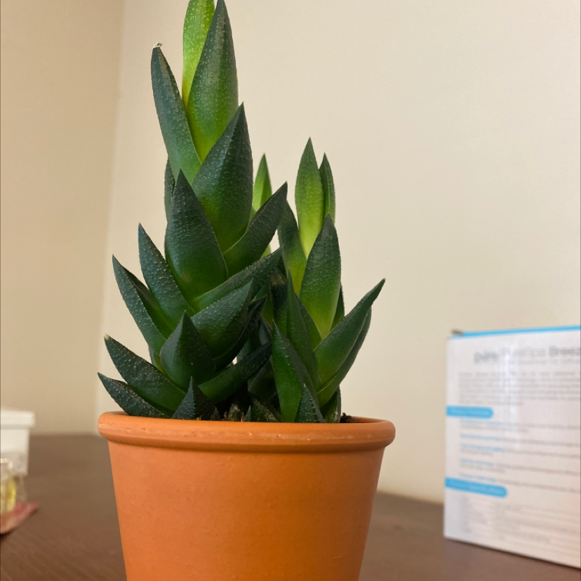 Healthy Haworthiopsis limifolia in a terracotta pot, with distinct white tubercles on the leaves resembling a washboard.