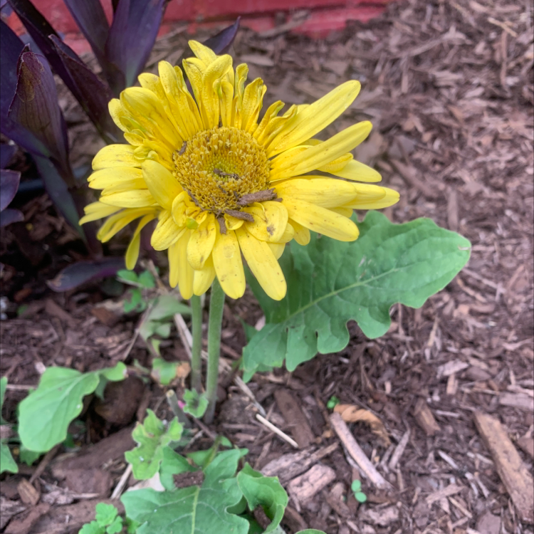 Why Does My Shasta Daisy Have Yellow Leaves? 🍂