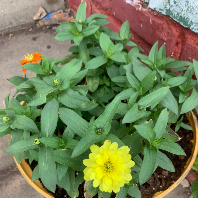 Best Soil Potting Mix for Common Zinnia