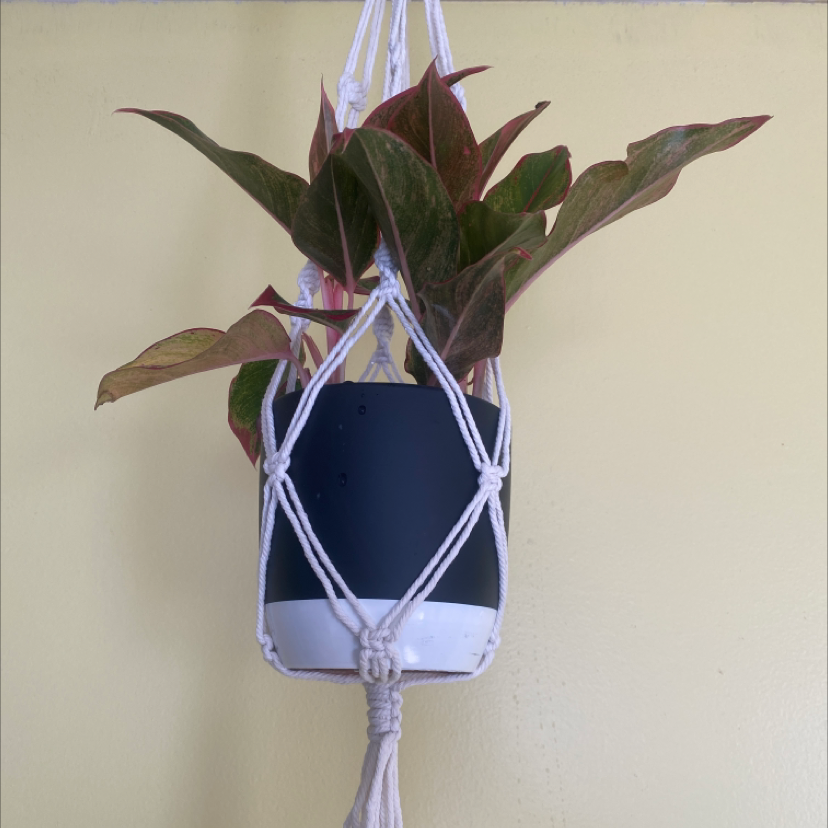 Healthy Moses-in-the-Cradle plant with vibrant green and purple leaves, hanging in macrame against plain background.