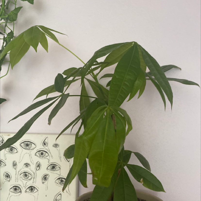 Money Tree plant photo by @esthergrace named April on Greg, the plant care app.