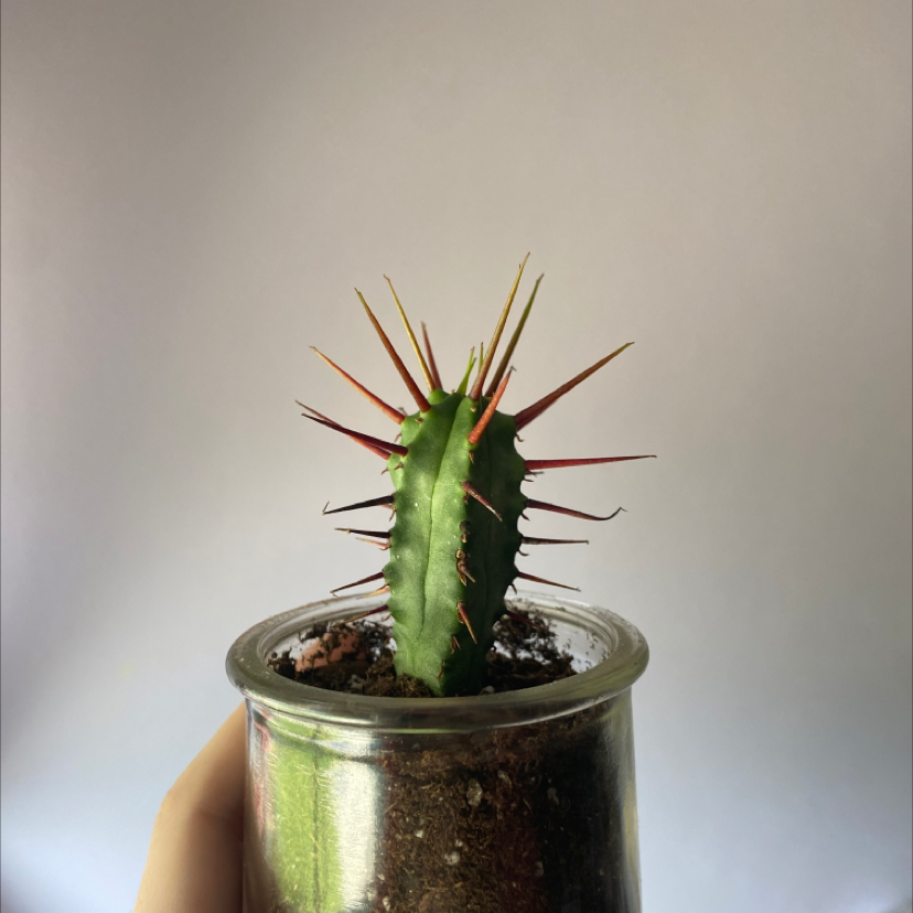 Photo of the plant species Euphorbia heptagona by @esthergrace named Kat on Greg, the plant care app