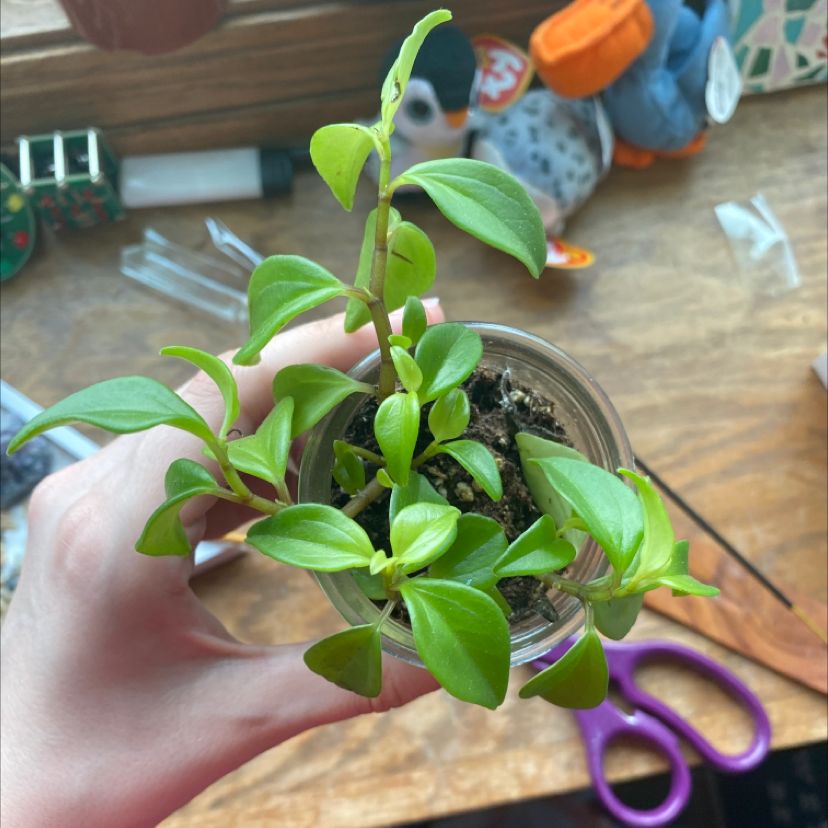 Baby Rubber Plant plant photo by @esthergrace named Panky on Greg, the plant care app.