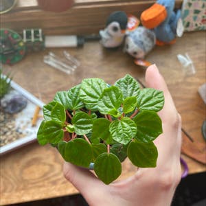 Emerald Ripple Peperomia plant photo by Esthergrace named Pip on Greg, the plant care app.