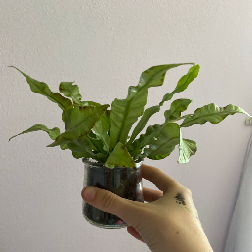 Bird's Nest Fern plant photo by @esthergrace named Stinky on Greg, the plant care app.