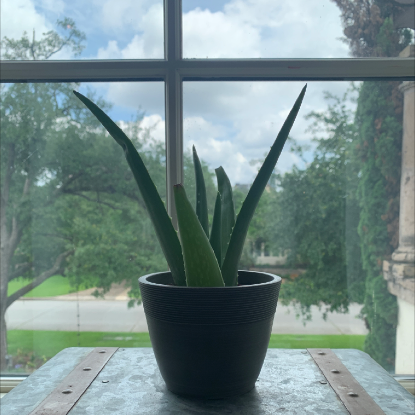 Aloe vera plant photo by @bryanakin named Lorelai on Greg, the plant care app.