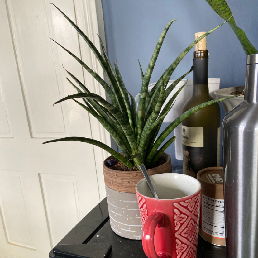 Dracaena 'Mikado' plant in a pot with green, upright leaves, surrounded by household items.