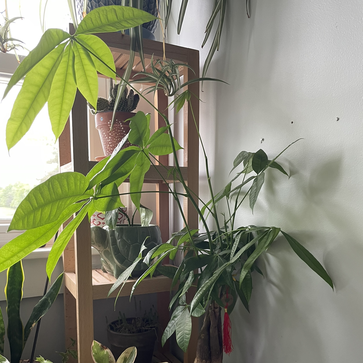 Money Tree plant photo by @kennadyjennifer named Money Tree on Greg, the plant care app.