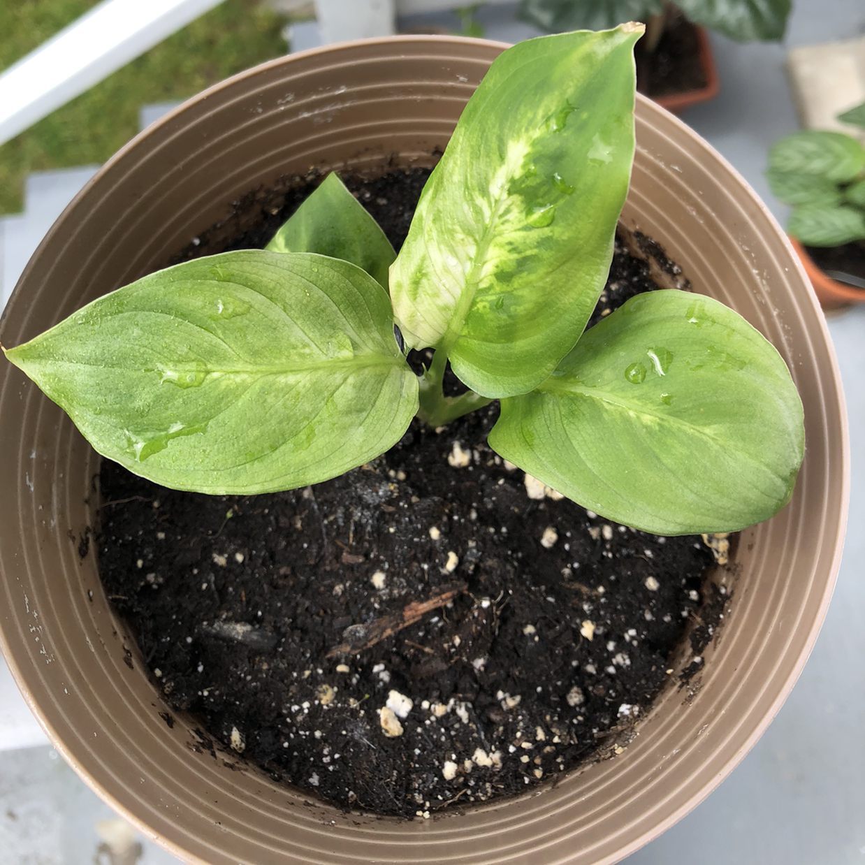 Dieffenbachia 'Camille' plant in a brown pot with some yellowing on the central leaf.