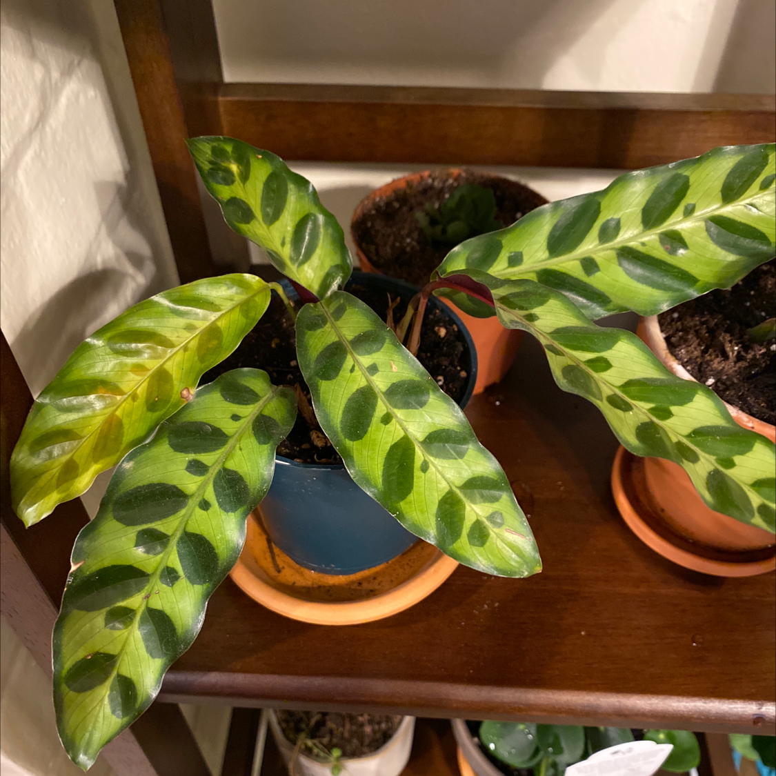Should I Repot My Rattlesnake Plant And If So, How?