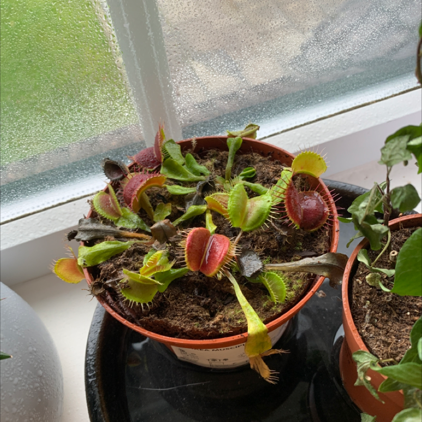 Venus Fly Trap in a pot near a window with some discolored traps and visible soil.