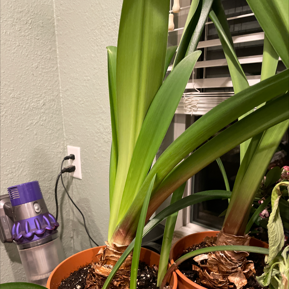 Barbosa Lily plant in a pot with vibrant green leaves, soil visible.