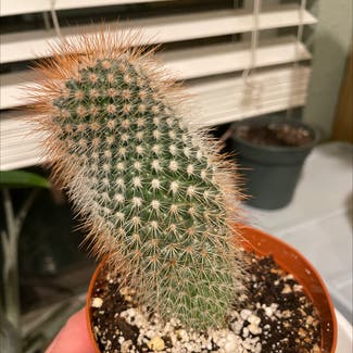Lady Finger Cactus plant in Denver, Colorado