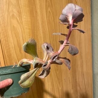 Echeveria Gibbiflora plant in Denver, Colorado
