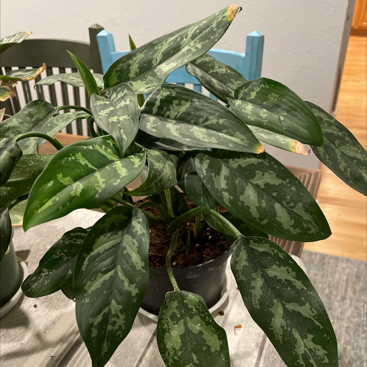 Aglaonema 'Emerald Beauty' plant with dark green leaves and lighter green patterns in a pot.