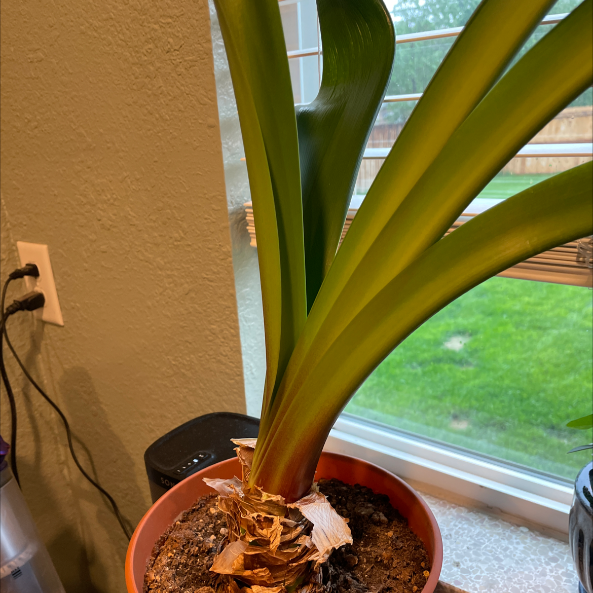 Potted plant with broad green leaves near a window. Soil is visible.