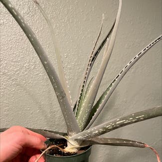 Aloe Vera plant in Denver, Colorado