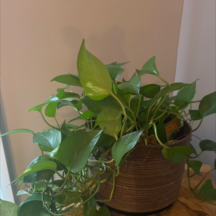 Taro Vine plant photo by Julia named Osmo on Greg, the plant care app.