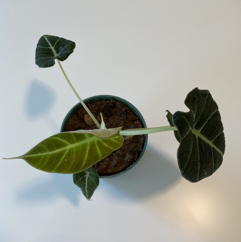 Black Velvet Alocasia plant with one yellowing leaf and two healthy leaves in a pot with visible soil.