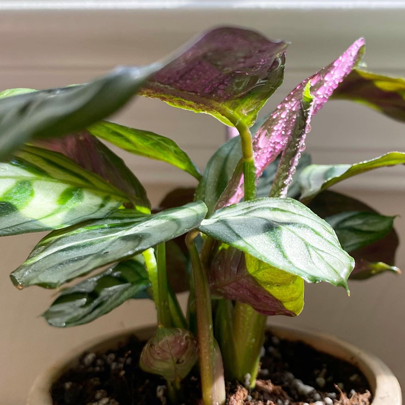 Close-up of a healthy Fishbone Prayer Plant with vibrant green leaves and purple undersides, displaying striking fishbone-like patterns.