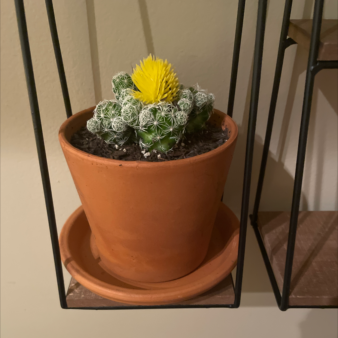 Missouri Foxtail Cactus in a terracotta pot with a yellow flower.