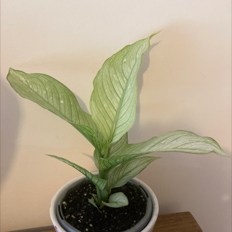 Dieffenbachia 'Memoria Corsii' plant in a pot with healthy green leaves.