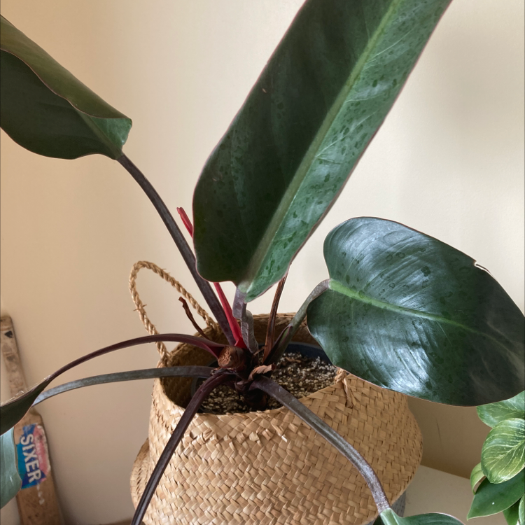Philodendron 'Red Congo' plant in a woven basket with healthy green leaves.