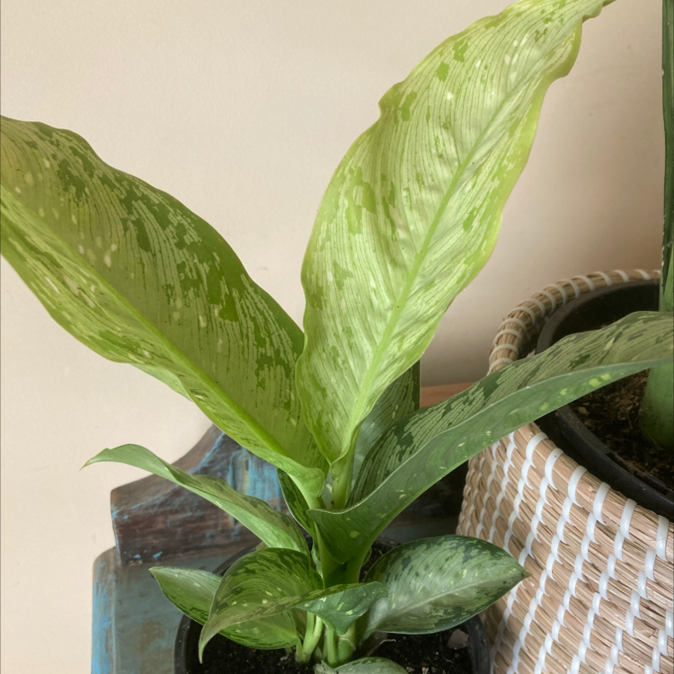 Photo of the plant species Milky Way Dumb Cane by @Catsacrohny named Diffy on Greg, the plant care app