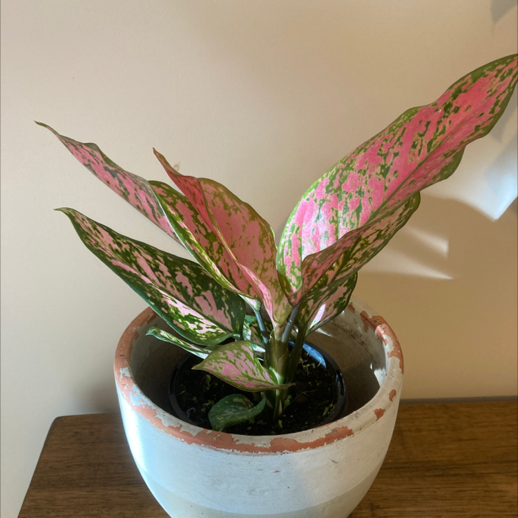 Photo of the plant species Chinese Evergreen Valentine by @Catsacrohny named Lady V on Greg, the plant care app