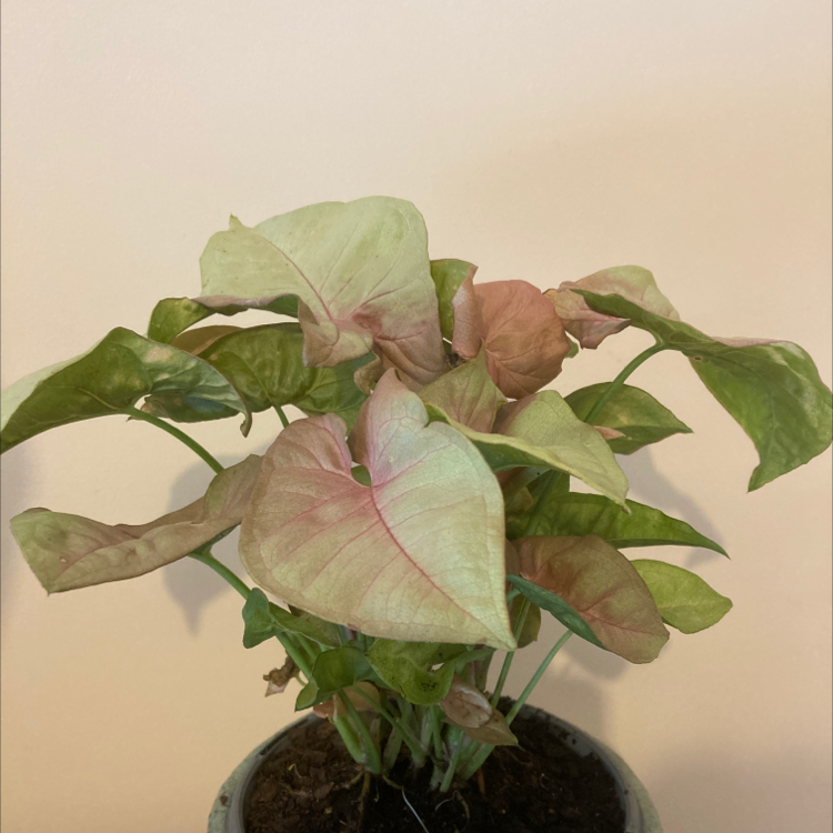 Pink Arrowhead Vine with green and pink leaves in a pot with visible soil.