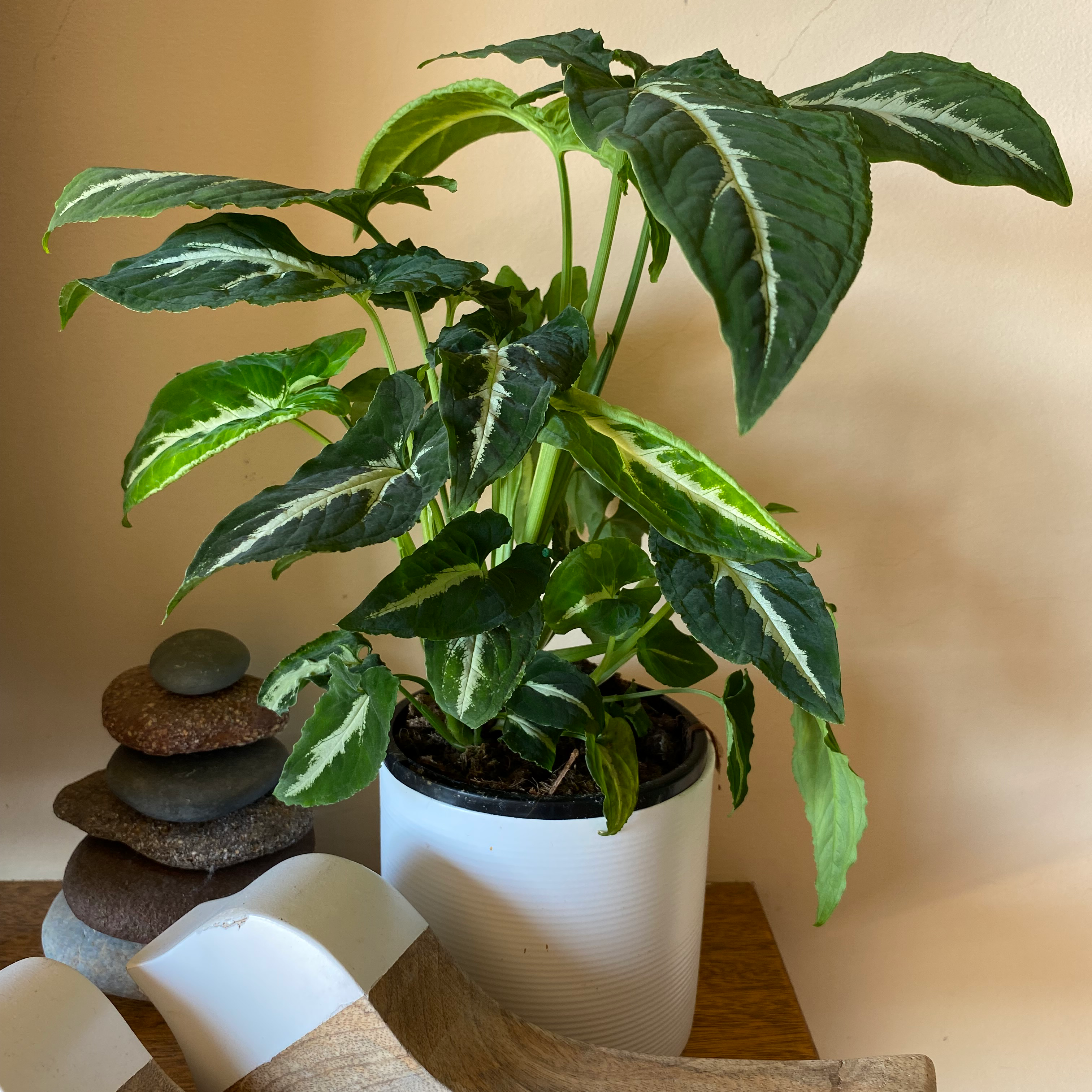 Syngonium wendlandii plant in a white pot with vibrant green leaves and white veins.