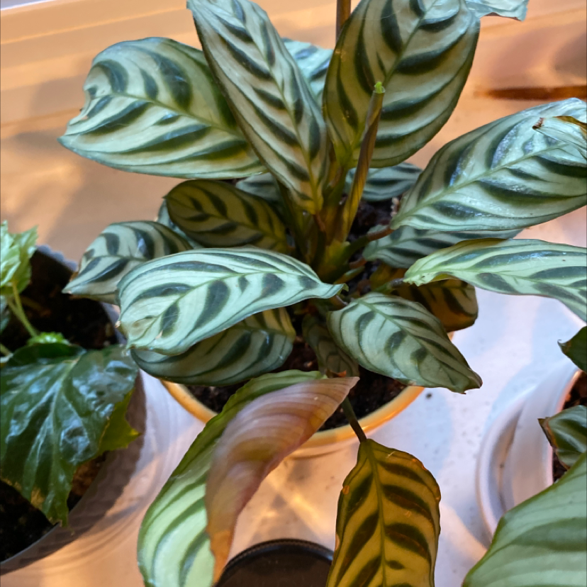 Variegated Prayer Plant with variegated leaves, some yellowing and browning visible.