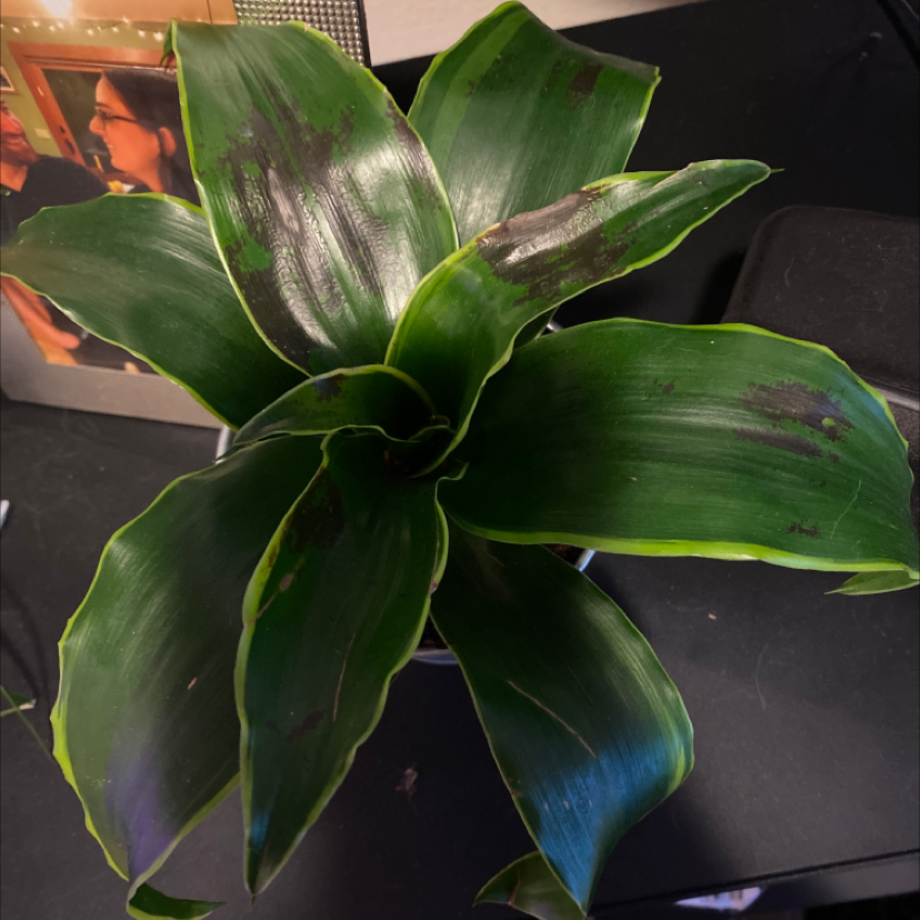 Dracaena Dorado plant with black spots and browning on leaves.
