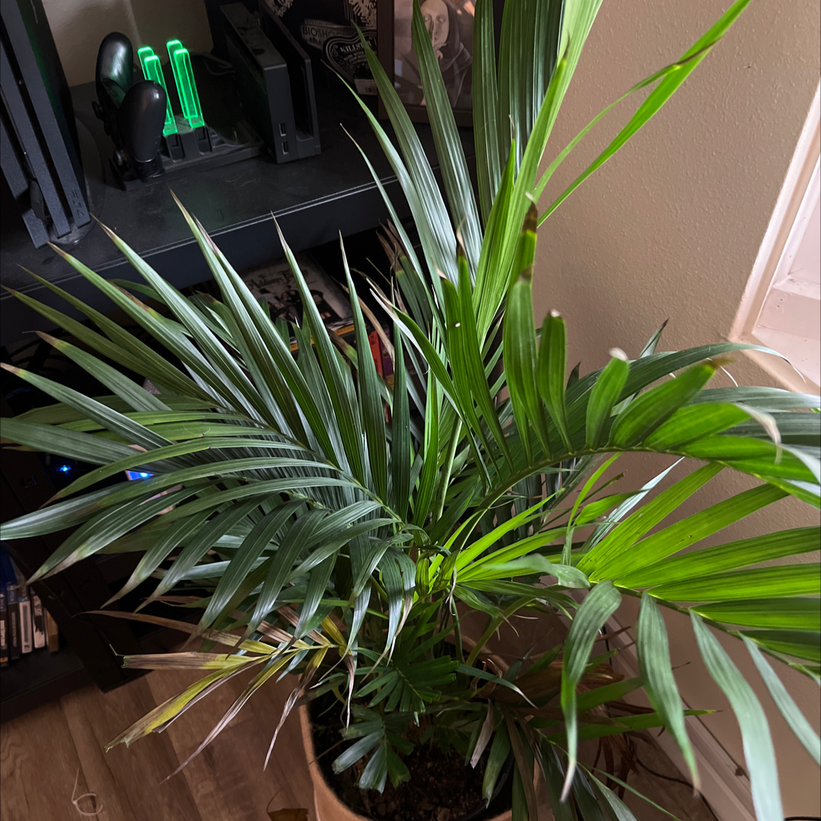 Healthy Kentia Palm with vibrant green arching fronds growing in a black nursery pot, well-framed and in focus.