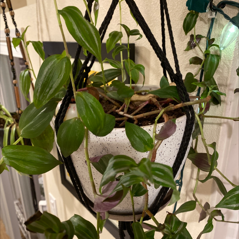 Healthy purple heart plant with vibrant purple leaves trailing from a macrame hanger against a light background.