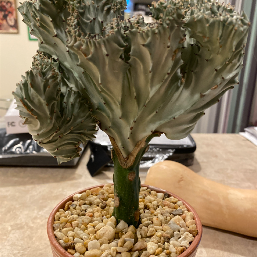 Candelabra Cactus in a small pot with pebbles on the soil surface.