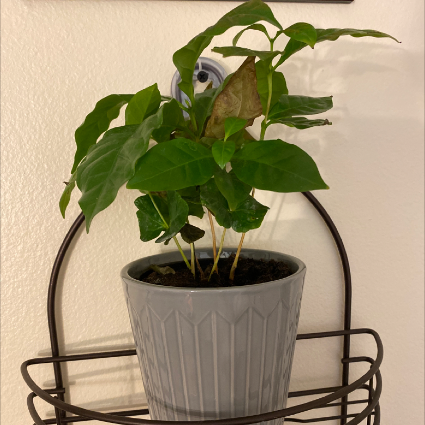 Healthy Arabian coffee plant with lush green foliage in a gray ceramic pot, well framed on neutral background.