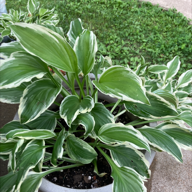 Photo of the plant species suji-gibōshi by Kelley named Your plant on Greg, the plant care app