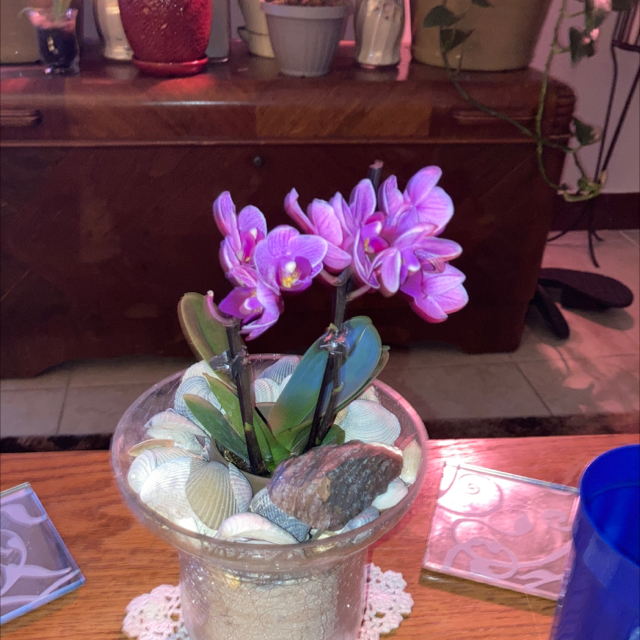 Photo of the plant species Early-Purple Orchid by Kelley named Your plant on Greg, the plant care app