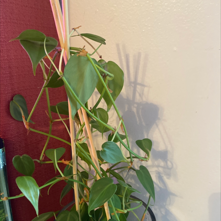 Philodendron Scandens plant photo by Jennifer named Ulysses S Plant on Greg, the plant care app.