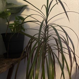 Dragon Tree plant in Pensacola, Florida