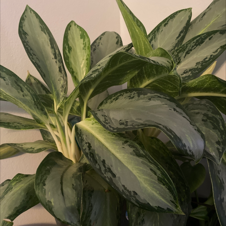 Aglaonema 'Silver Bay' plant photo by Jennifer named Terra on Greg, the plant care app.