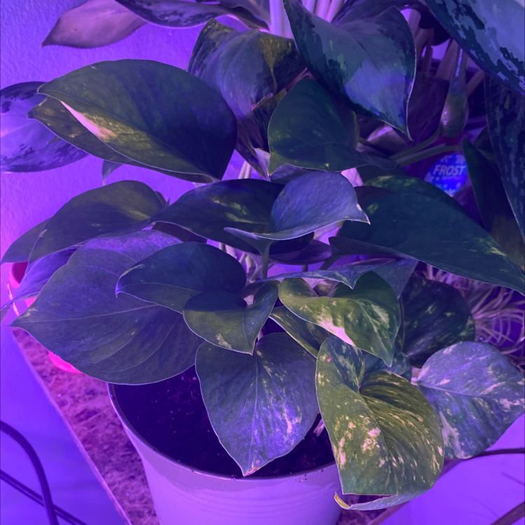 Taro Vine plant photo by Jennifer named Aria on Greg, the plant care app.