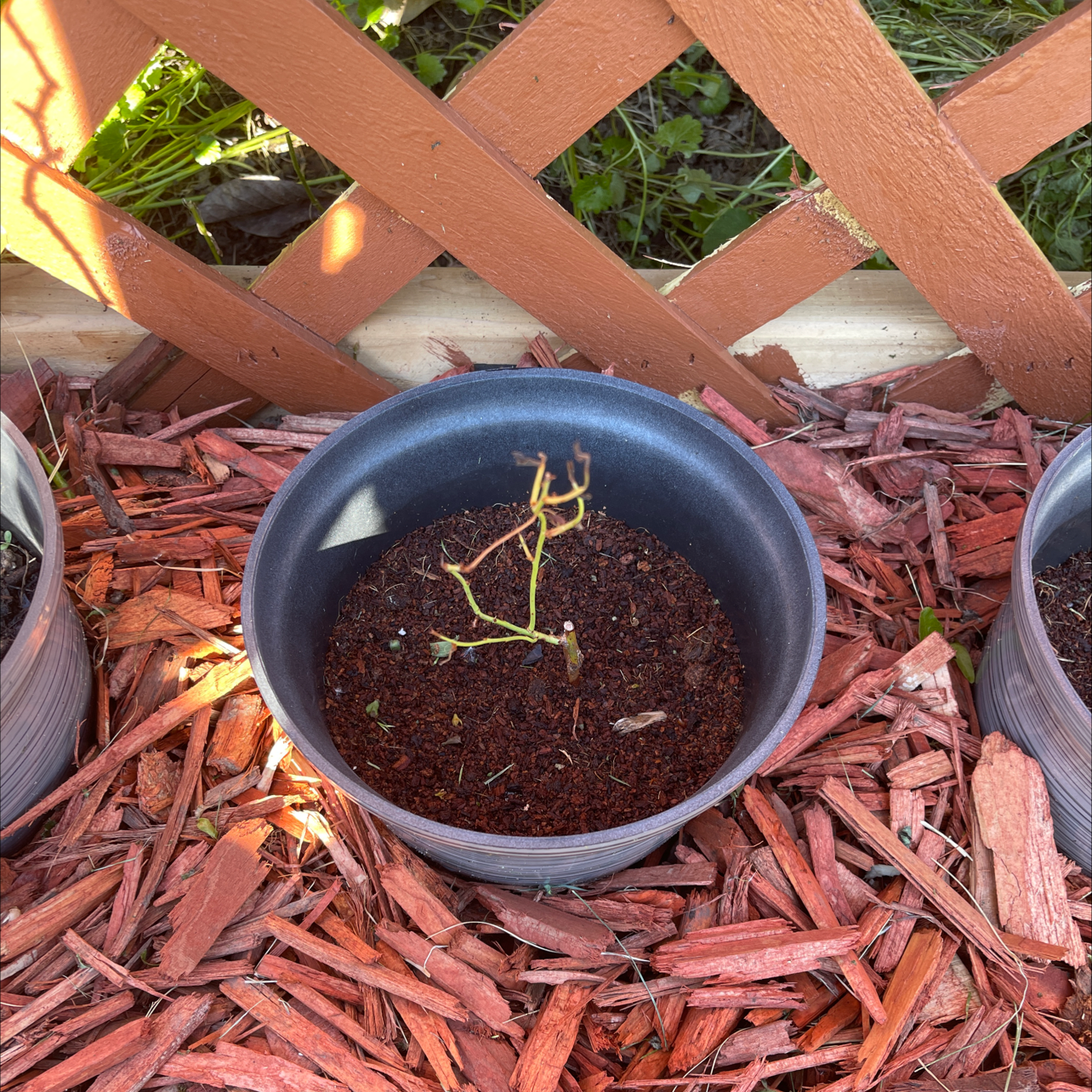 Photo of the plant species American Blueberry by @YellaaB named Jersey Blueberry on Greg, the plant care app