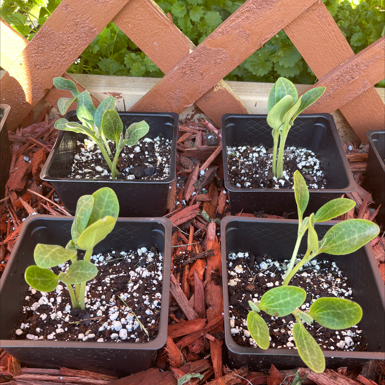 Four young Butternut Pumpkin plants in individual pots with visible soil.